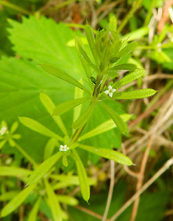 Cleavers - Galium aparine De Fonteintjes.  Belgium,Cleavers,Galium aparine,Geotagged,Spring