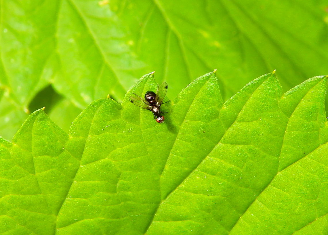 Seioptera vibrans De Fonteintjes.  Belgium,Geotagged,Seioptera vibrans,Spring
