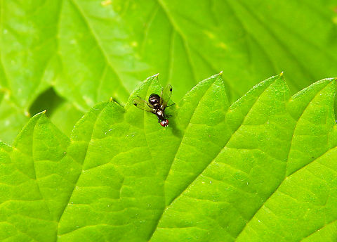 Seioptera vibrans De Fonteintjes.  Belgium,Geotagged,Seioptera vibrans,Spring