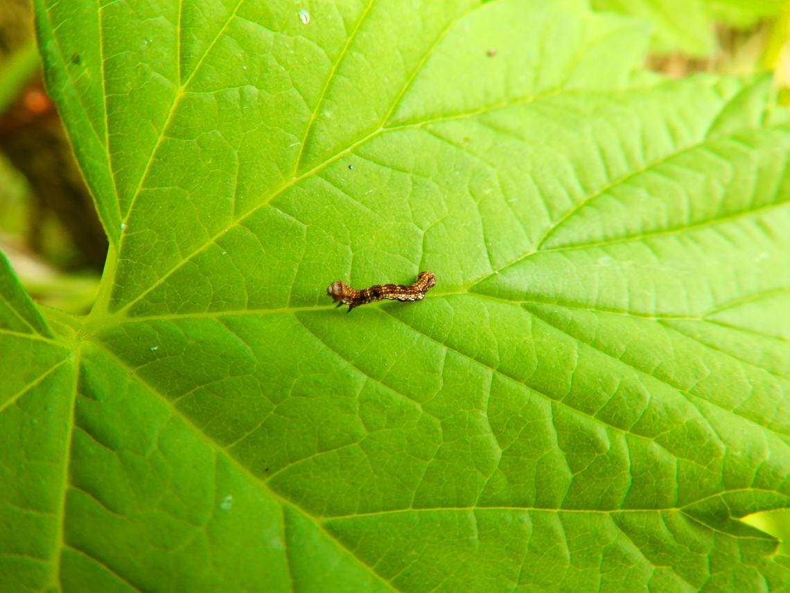 Mottled Umber - Erannis defoliaria De Fonteintjes.  Belgium,Erannis defoliaria,Geotagged,Mottled Umber,Spring