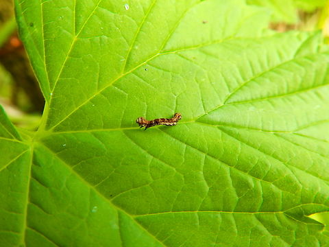 Mottled Umber - Erannis defoliaria De Fonteintjes.  Belgium,Erannis defoliaria,Geotagged,Mottled Umber,Spring