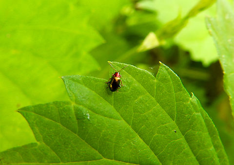 Willow Flea Beetle - Crepidodera aurata De Fonteintjes.  Belgium,Crepidodera aurata,Geotagged,Spring,Willow Flea Beetle