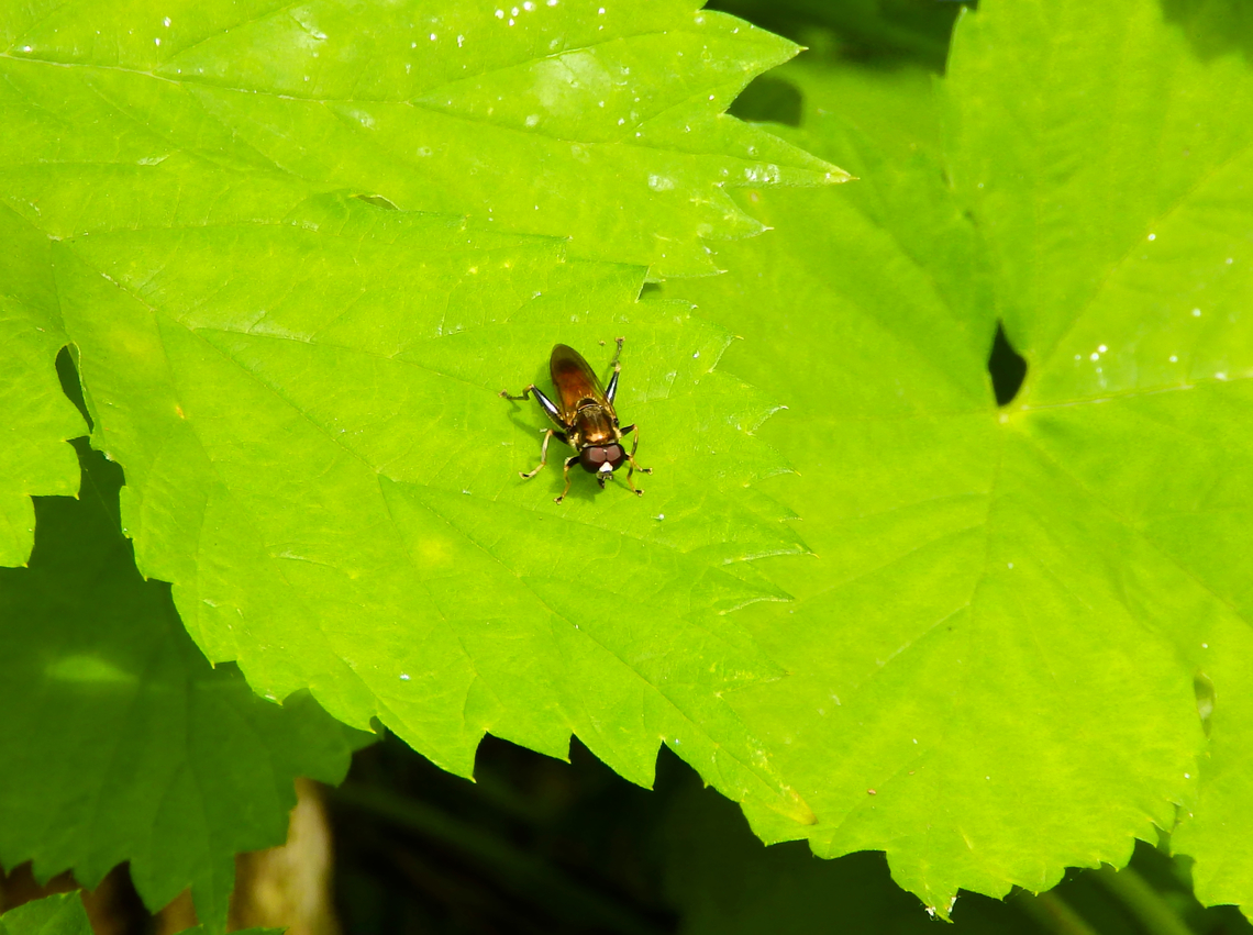 Xylota segnis De Fonteintjes.  Belgium,Geotagged,Spring,Xylota segnis
