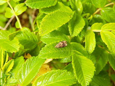 Celypha/Syricoris lacunana De Fonteintjes.  Belgium,Geotagged,Spring,Syricoris lacunana
