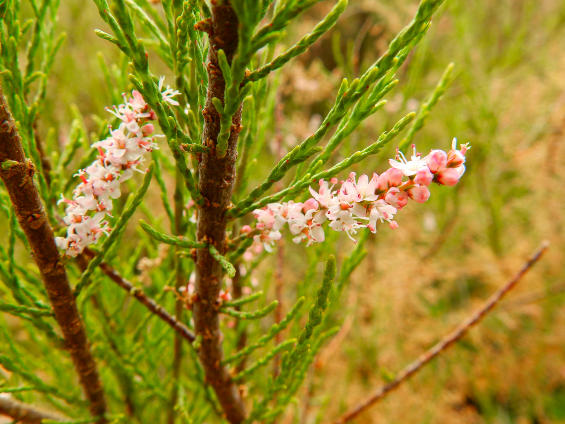 Tamarix gallica De Fonteintjes.  Belgium,Geotagged,Spring,Tamarix gallica