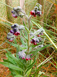 Houndstongue - Cynoglossum officinale De Fonteintjes.  Belgium,Cynoglossum officinale,Cynoglossum_officinale,Geotagged,Spring