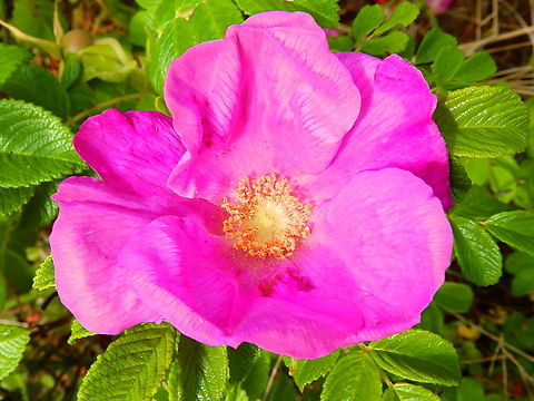 Beach Rose - Rosa rugosa De Fonteintjes.  Beach Rose,Belgium,Geotagged,Rosa rugosa,Spring
