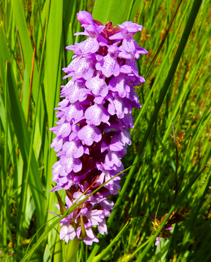 Southern marsh orchid - Dactylorhiza praetermissa De Fonteintjes.  Belgium,Dactylorhiza praetermissa,Geotagged,Southern marsh orchid,Spring