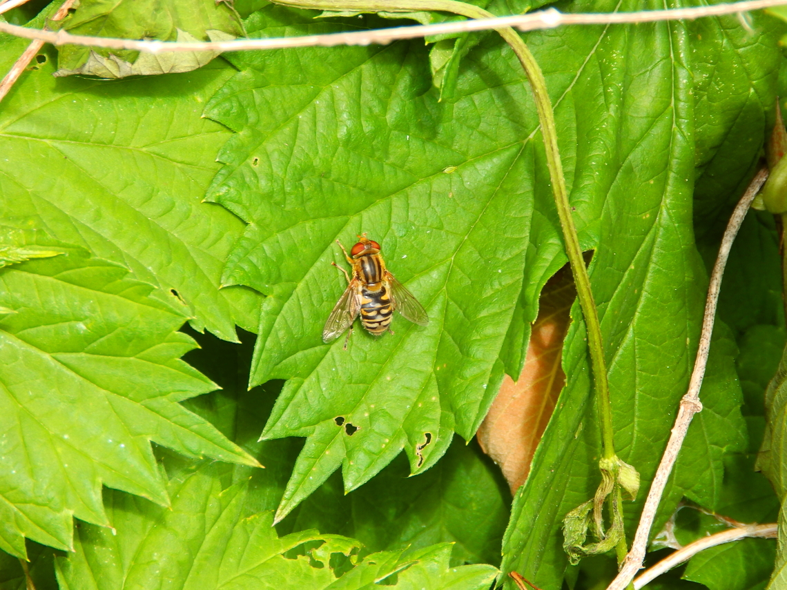 Parhelophilus frutetorum or versicolor female De Fonteintjes.  Belgium,Geotagged,Spring