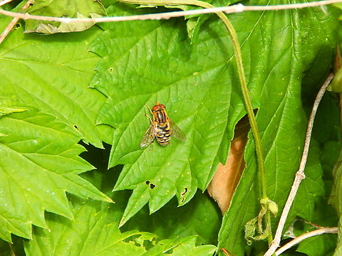 Parhelophilus frutetorum or versicolor female De Fonteintjes.  Belgium,Geotagged,Spring