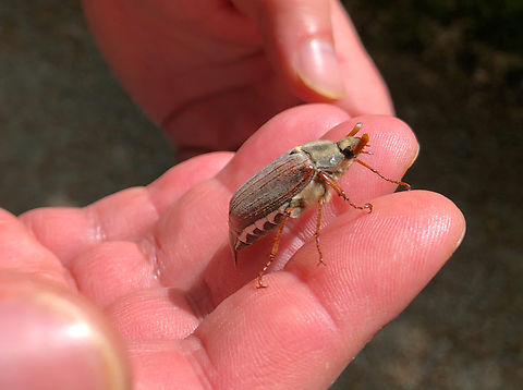 Common cockchafer - Melolontha melolontha Zoete Waters. Belgium,Common cockchafer,Geotagged,Melolontha melolontha
