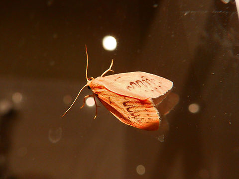 Rosy footman - Miltochrista miniata Sint-Joris-Weert. Belgium,Geotagged,Miltochrista miniata,Rosy footman,Spring