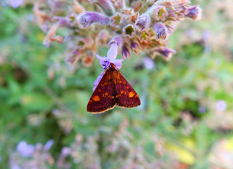 Mint Moth - Pyrausta aurata Sint-Joris-Weert.  Belgium,Geotagged,Mint Moth,Pyrausta aurata,Summer