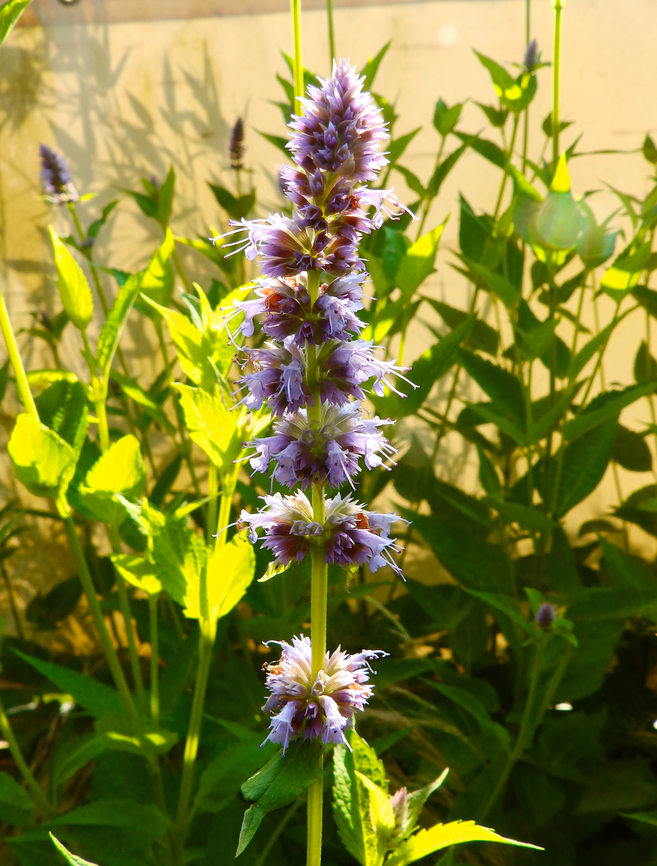 Anise Hyssop - Agastache foeniculum Sint-Joris-Weert.  Agastache foeniculum,Anise Hyssop,Belgium,Geotagged,Summer