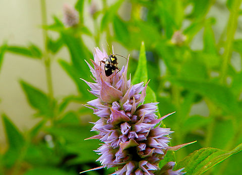 Liocoris tripustulatus Sint-Joris-Weert.  Belgium,Geotagged,Liocoris tripustulatus,Summer