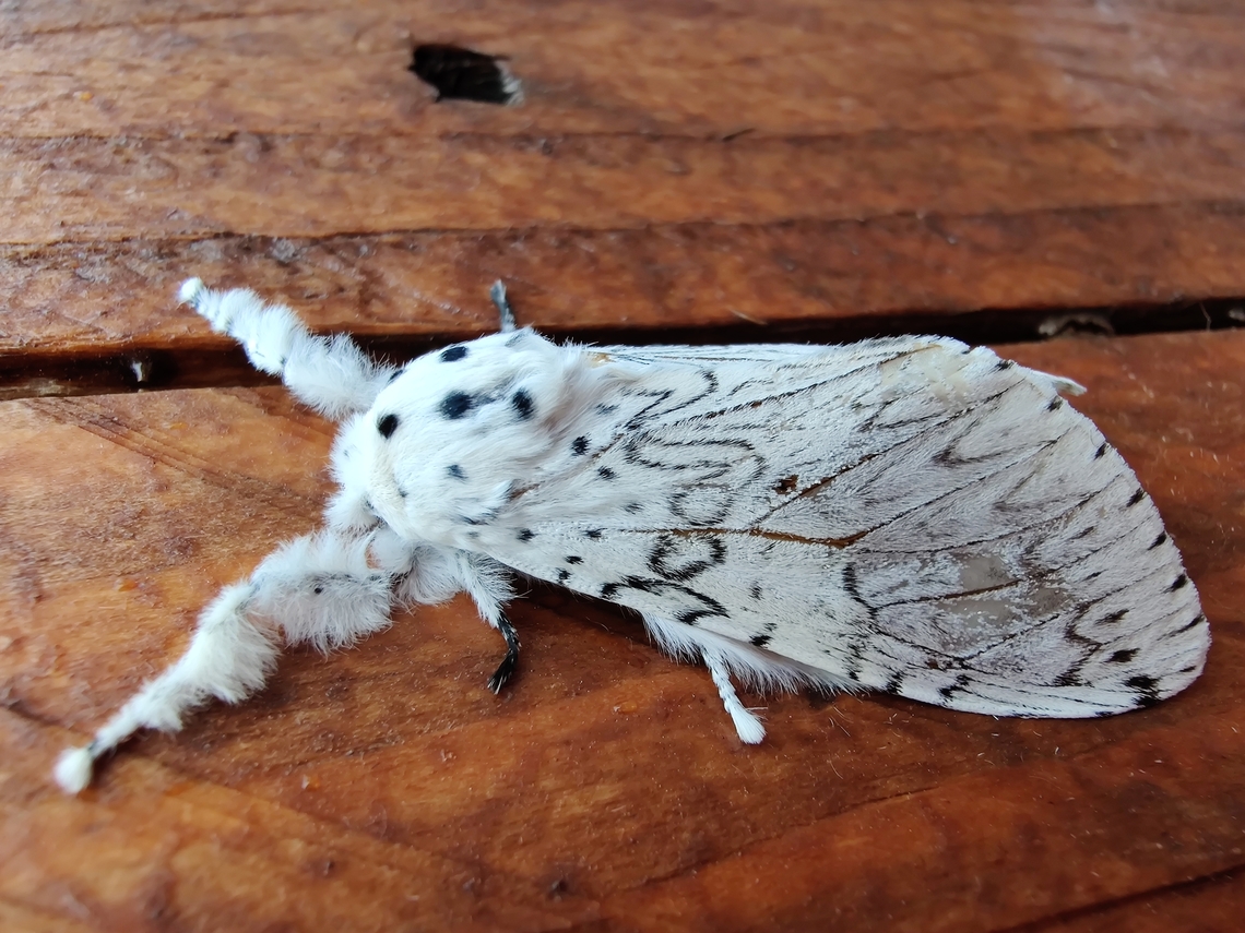 Lesser Puss Moth  - Cerura erminea Werchter. Belgium,Cerura erminea,Geotagged,Summer