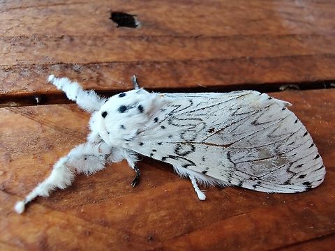 Lesser Puss Moth  - Cerura erminea Werchter. Belgium,Cerura erminea,Geotagged,Summer