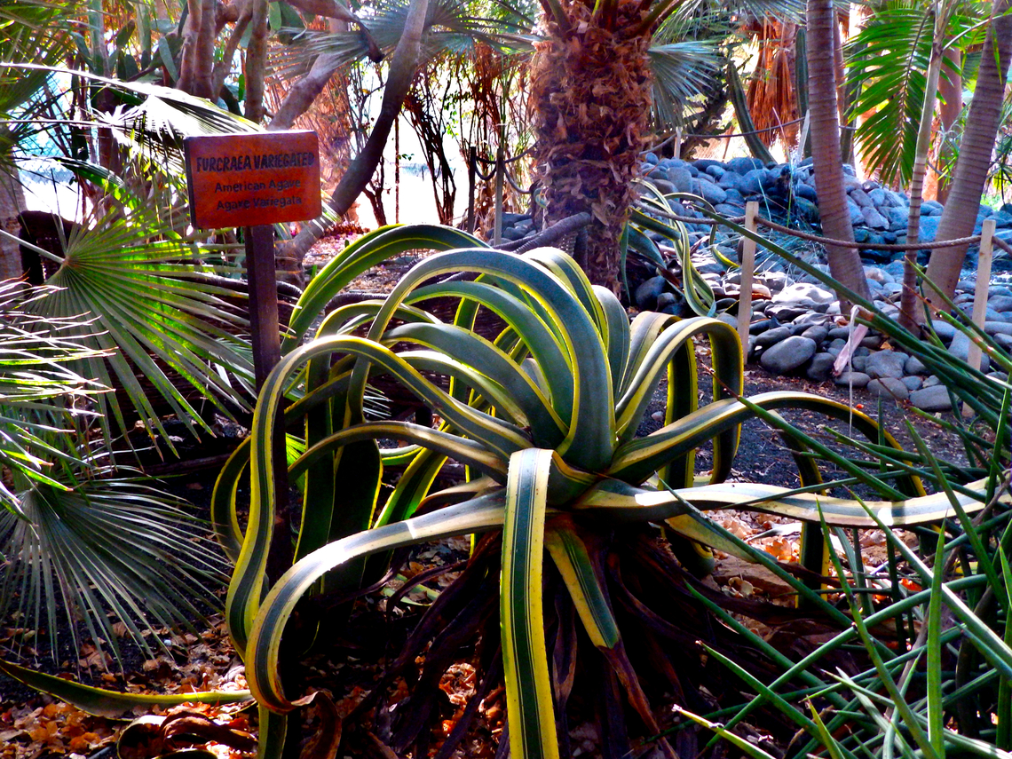 Furcraea foetida Pachamama Eco Park - Viveiro Botanical Garden Cabo Verde,Fall,Furcraea foetida,Geotagged