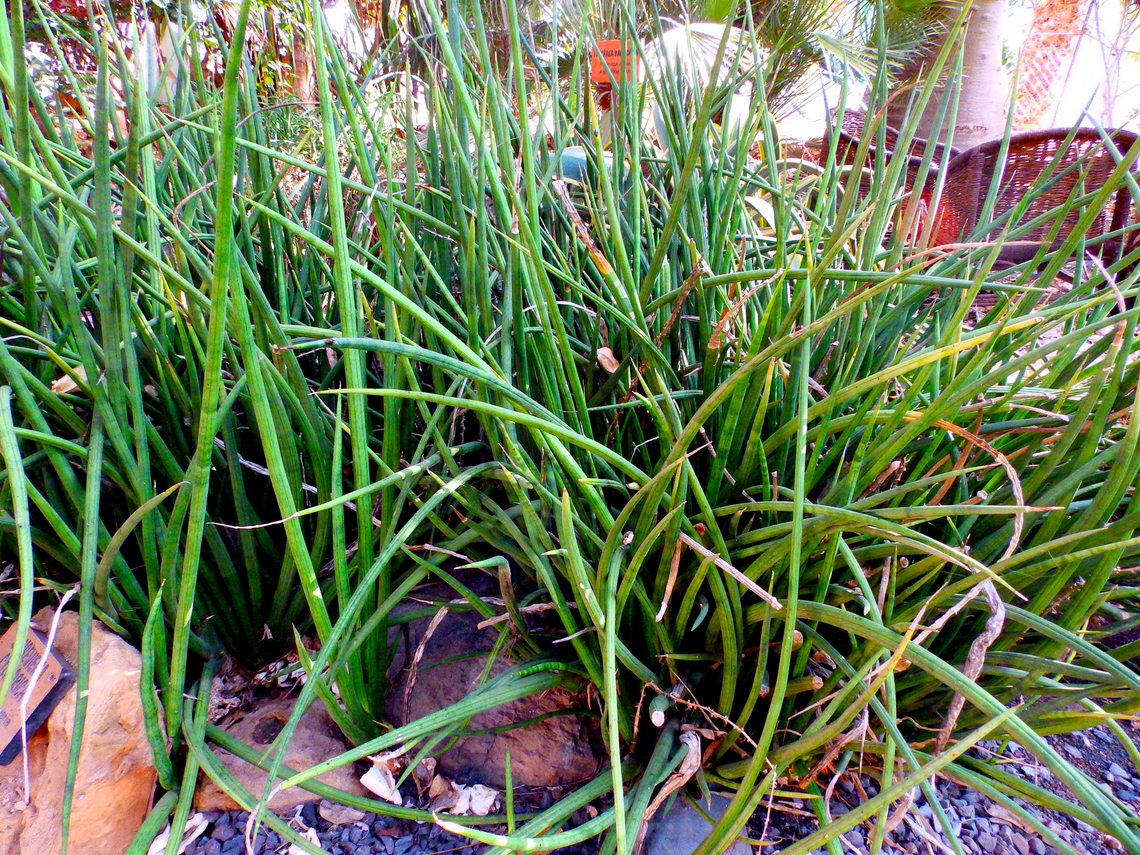 Sansevieria cylindrica Pachamama Eco Park - Viveiro Botanical Garden  Cabo Verde,Dracaena angolensis,Fall,Geotagged