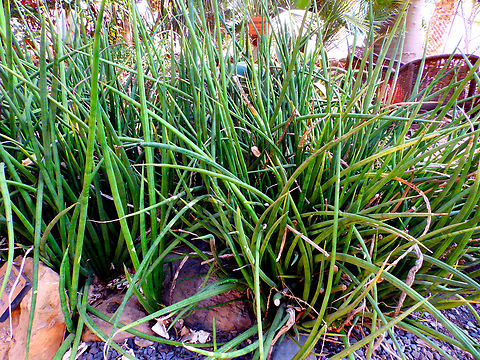Sansevieria cylindrica Pachamama Eco Park - Viveiro Botanical Garden  Cabo Verde,Dracaena angolensis,Fall,Geotagged