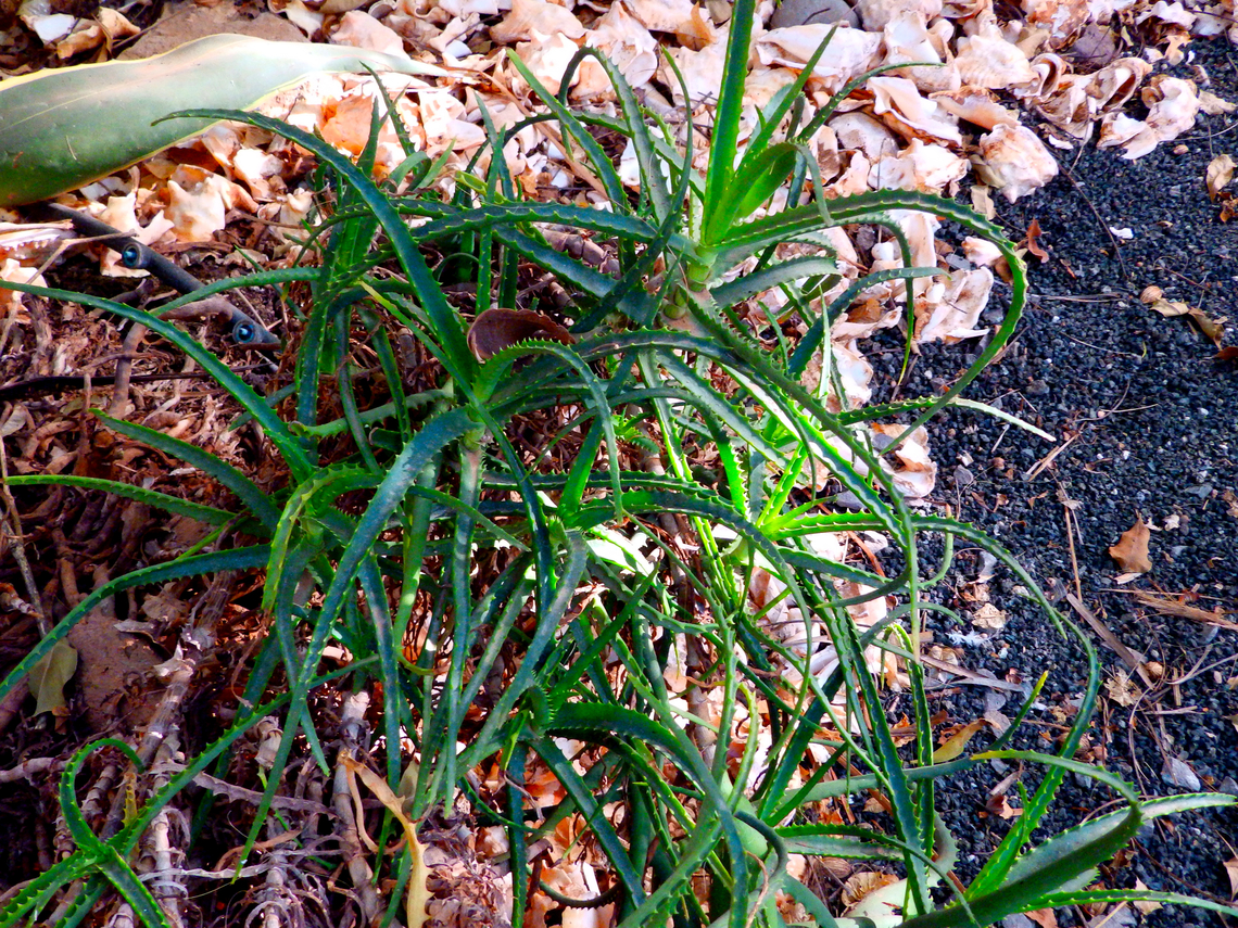 Krantz aloe - Aloe arborescens Pachamama Eco Park - Viveiro Botanical Garden  Aloe arborescens,Cabo Verde,Fall,Geotagged,Krantz aloe