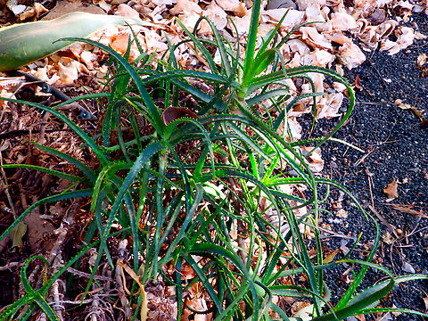 Krantz aloe - Aloe arborescens Pachamama Eco Park - Viveiro Botanical Garden  Aloe arborescens,Cabo Verde,Fall,Geotagged,Krantz aloe