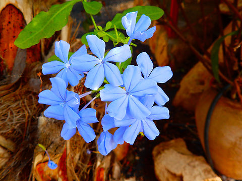 Cape leadwort - Plumbago auriculata Pachamama Eco Park - Viveiro Botanical Garden  Cabo Verde,Cape leadwort,Fall,Geotagged,Plumbago auriculata