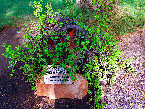 Elephant Bush - Portulacaria afra Pachamama Eco Park - Viveiro Botanical Garden  Cabo Verde,Elephant Bush,Fall,Geotagged,Portulacaria afra