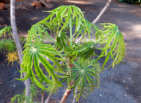 Coralbush - Jatropha multifida Pachamama Eco Park - Viveiro Botanical Garden  Cabo Verde,Coralbush,Fall,Geotagged,Jatropha multifida