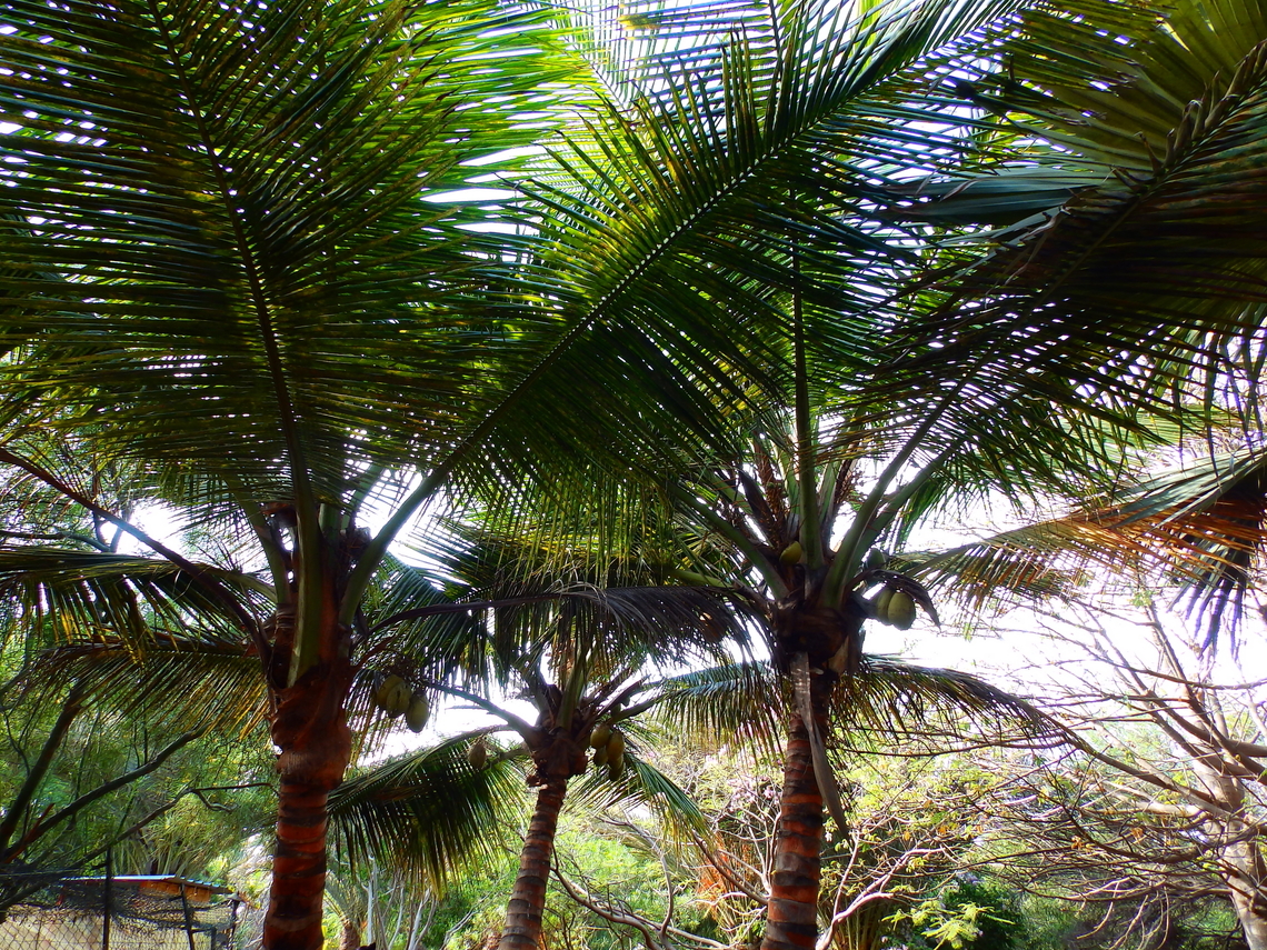 Coconut palm - Cocos nucifera Pachamama Eco Park - Viveiro Botanical Garden  Cabo Verde,Coconut palm,Cocos nucifera,Fall,Geotagged