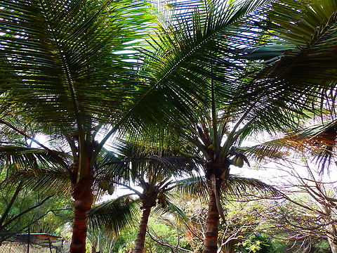Coconut palm - Cocos nucifera Pachamama Eco Park - Viveiro Botanical Garden  Cabo Verde,Coconut palm,Cocos nucifera,Fall,Geotagged