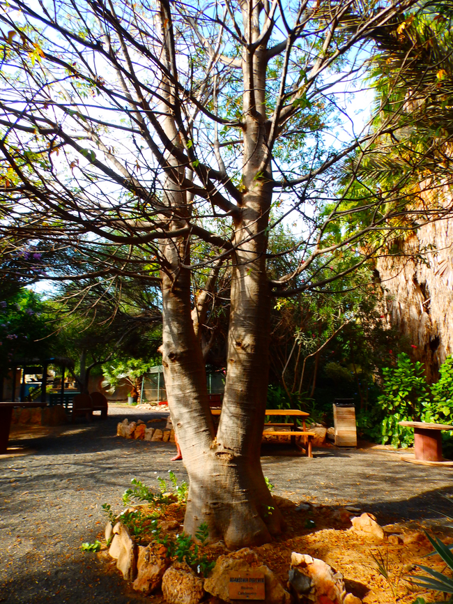 Dead-rat tree - Adansonia digitata Pachamama Eco Park - Viveiro Botanical Garden  Adansonia digitata,Cabo Verde,Dead-rat tree,Fall,Geotagged