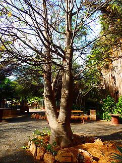 Dead-rat tree - Adansonia digitata Pachamama Eco Park - Viveiro Botanical Garden  Adansonia digitata,Cabo Verde,Dead-rat tree,Fall,Geotagged