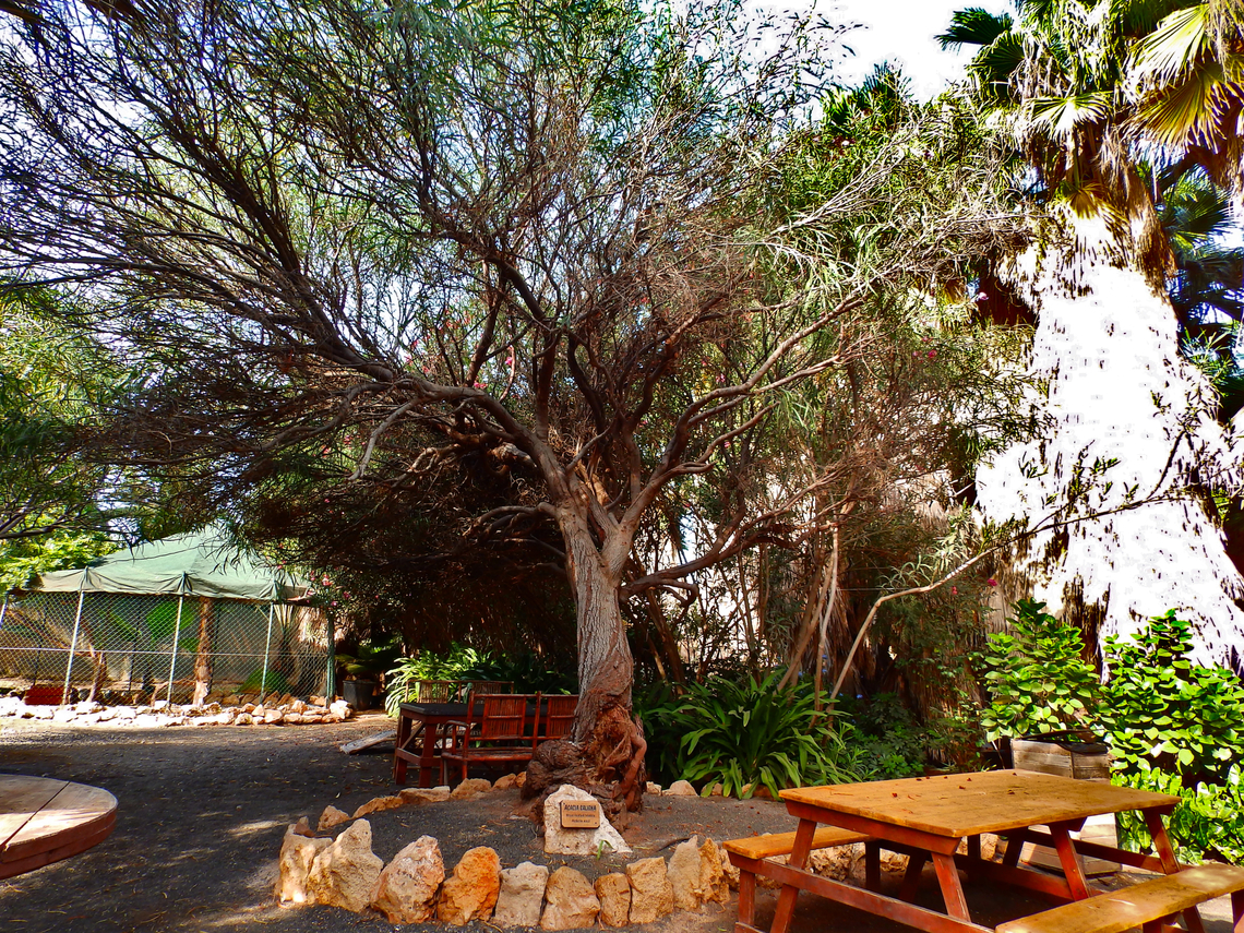 Coojong - Acacia saligna Pachamama Eco Park - Viveiro Botanical Garden  Acacia saligna,Cabo Verde,Coojong,Fall,Geotagged