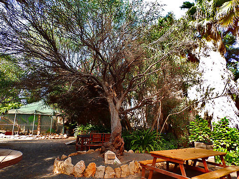 Coojong - Acacia saligna Pachamama Eco Park - Viveiro Botanical Garden  Acacia saligna,Cabo Verde,Coojong,Fall,Geotagged