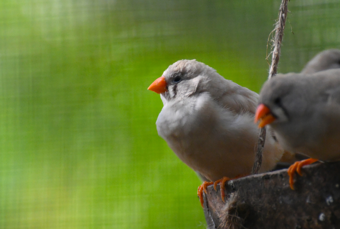 Zebra Finch - Taeniopygia guttata castanotis Pachamama Eco Park - Viveiro Botanical Garden  Cabo Verde,Fall,Geotagged,Taeniopygia guttata,Zebra Finch