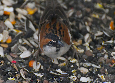 Cape Verde Sparrow - Passer iagoensis Pachamama Eco Park - Viveiro Botanical Garden  Cabo Verde,Fall,Geotagged,Iago sparrow,Passer iagoensis