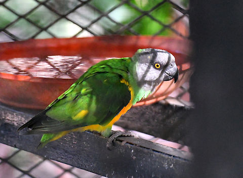 Senegal parrot - Poicephalus senegalus Pachamama Eco Park - Viveiro Botanical Garden  Cabo Verde,Fall,Geotagged,Poicephalus senegalus,Senegal parrot