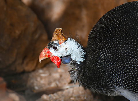 Helmeted Guineafowl - Numida meleagris Pachamama Eco Park - Viveiro Botanical Garden  Cabo Verde,Fall,Geotagged,Helmeted Guineafowl,Numida meleagris
