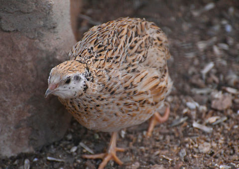 Common Quail - Coturnix coturnix Pachamama Eco Park - Viveiro Botanical Garden  Cabo Verde,Common Quail,Coturnix coturnix,Fall,Geotagged