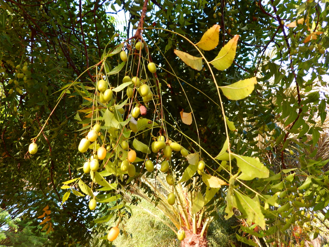 Nimtree - Azadirachta indica Pachamama Eco Park - Viveiro Botanical Garden  Azadirachta indica,Cabo Verde,Fall,Geotagged,Neem
