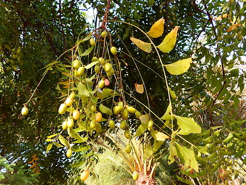 Nimtree - Azadirachta indica Pachamama Eco Park - Viveiro Botanical Garden  Azadirachta indica,Cabo Verde,Fall,Geotagged,Neem