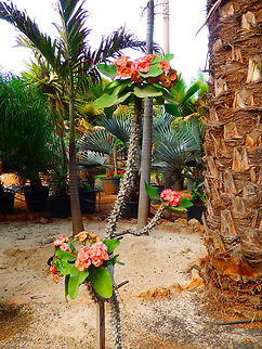 Crown of thorns - Euphorbia millii Pachamama Eco Park - Viveiro Botanical Garden  Cabo Verde,Euphorbia milii,Euphorbia millii,Fall,Geotagged