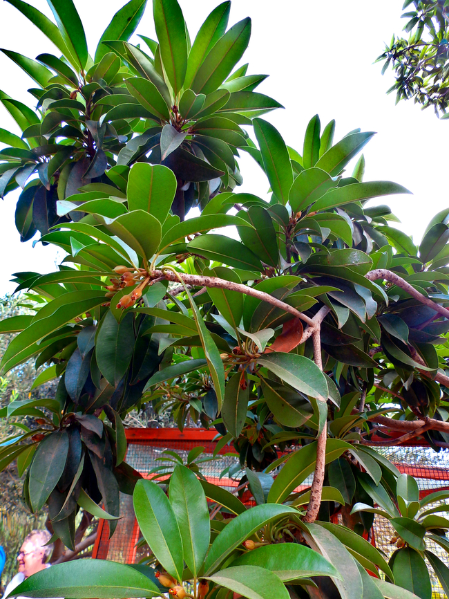 Manilkara zapota Pachamama Eco Park - Viveiro Botanical Garden  Cabo Verde,Fall,Geotagged,Manilkara zapota