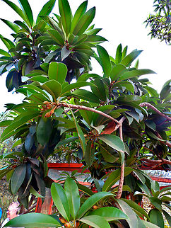 Manilkara zapota Pachamama Eco Park - Viveiro Botanical Garden  Cabo Verde,Fall,Geotagged,Manilkara zapota