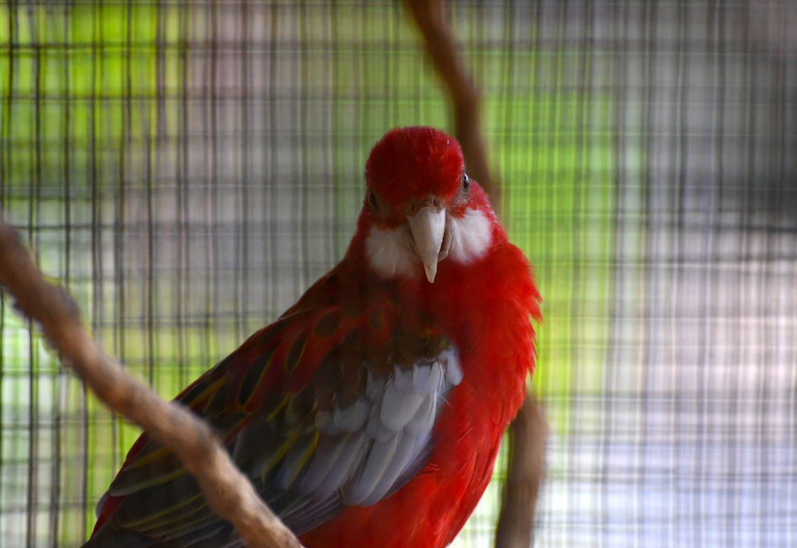 Eastern rosella - Platycercus eximius Pachamama Eco Park - Viveiro Botanical Garden  Cabo Verde,Eastern rosella,Fall,Geotagged,Platycercus eximius