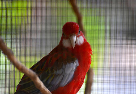Eastern rosella - Platycercus eximius Pachamama Eco Park - Viveiro Botanical Garden  Cabo Verde,Eastern rosella,Fall,Geotagged,Platycercus eximius