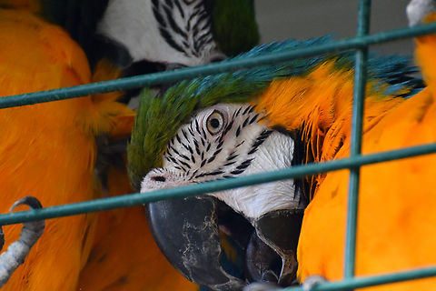 Blue-and-yellow Macaw - Ara ararauna Pachamama Eco Park - Viveiro Botanical Garden  Ara ararauna,Blue-and-yellow Macaw,Cabo Verde,Fall,Geotagged