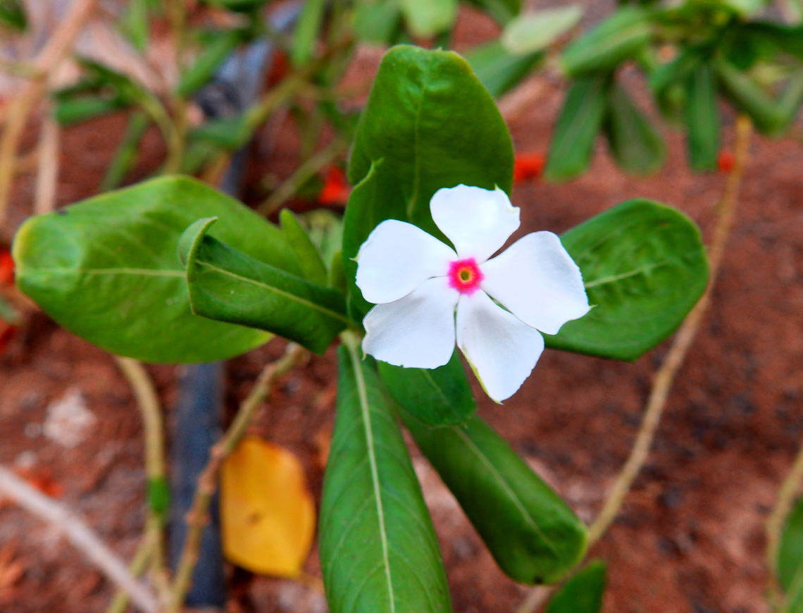 Madagascar periwinkle - Catharanthus roseus Pachamama Eco Park - Viveiro Botanical Garden  Cabo Verde,Catharanthus roseus,Fall,Geotagged,Madagascar rosy periwinkle