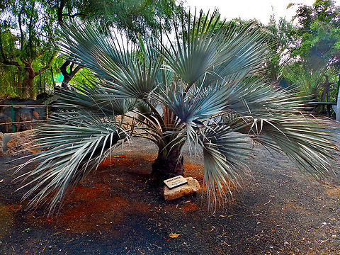 Mexican blue palm - Brahea armata Pachamama Eco Park - Viveiro Botanical Garden  Brahea armata,Cabo Verde,Fall,Geotagged,Mexican blue palm
